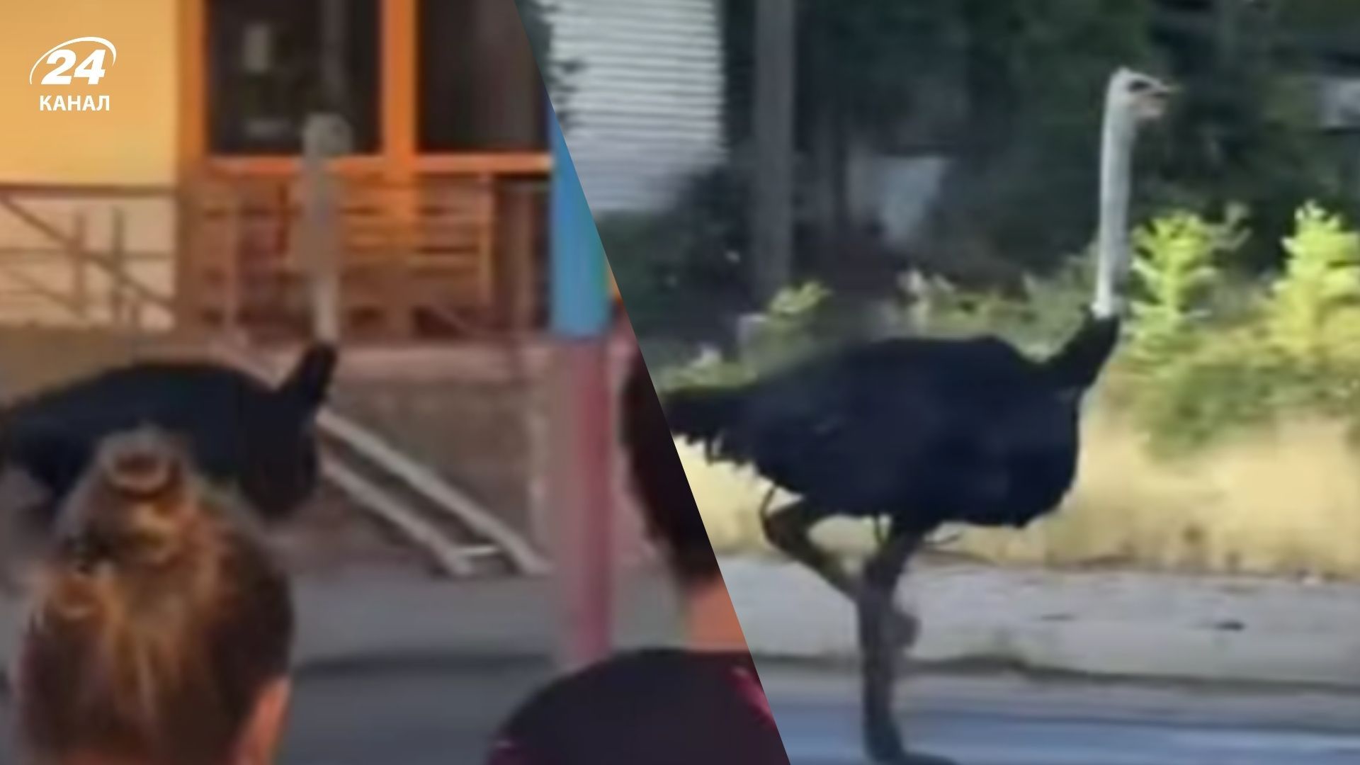 Страус бігав у Бершаді Страус бігав у Бершаді