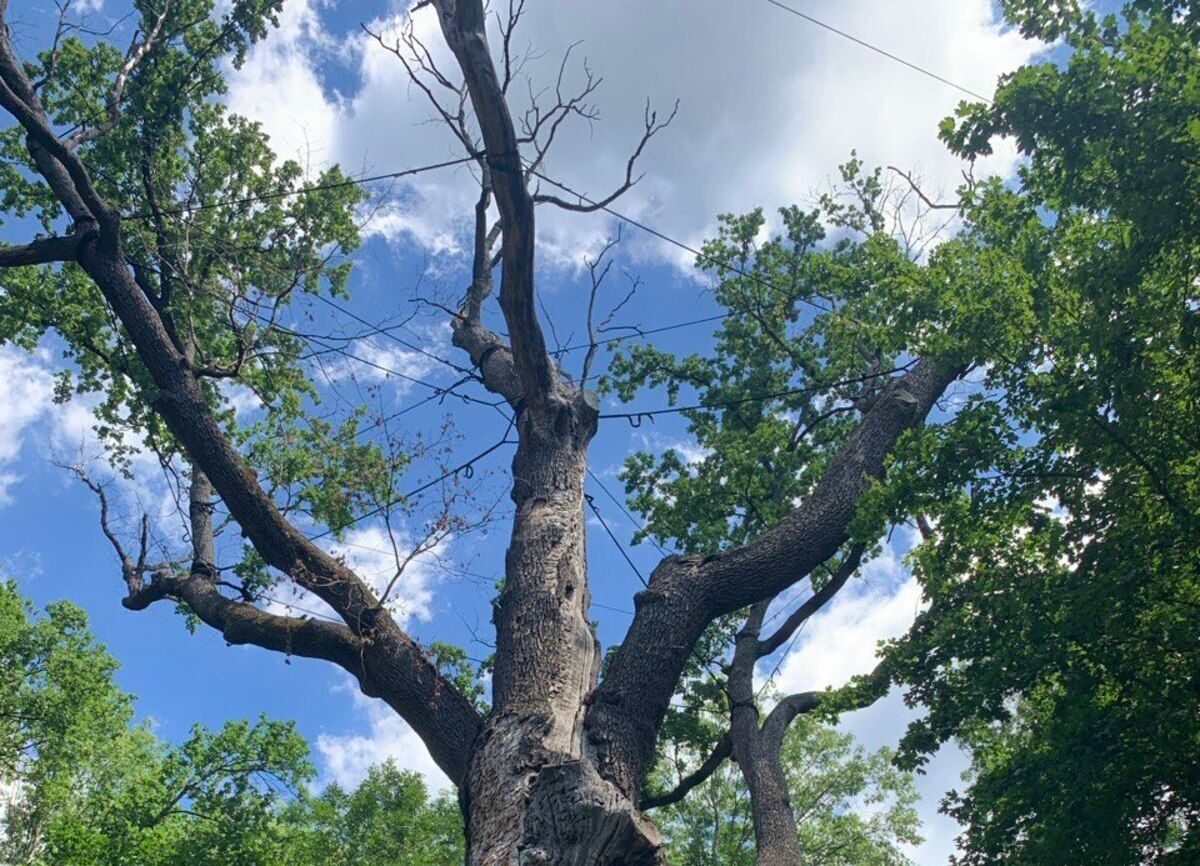 холодний яр - Тренди