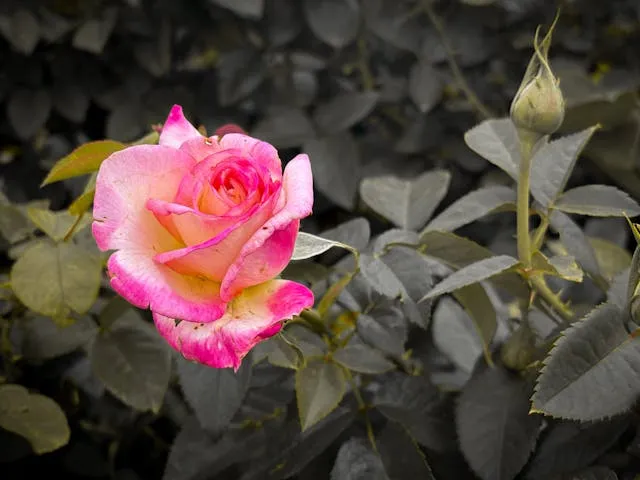 Роза в саду Роза в саду