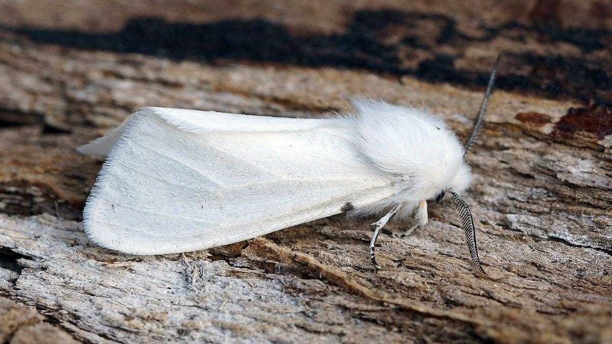 Метелик розповзається Україною Метелик розповзається Україною