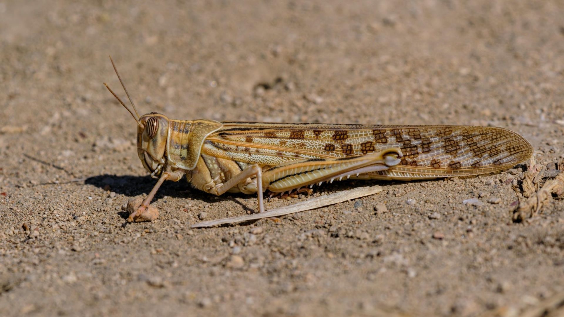 Саранчу заметили во Львовской области Саранчу заметили во Львовской области