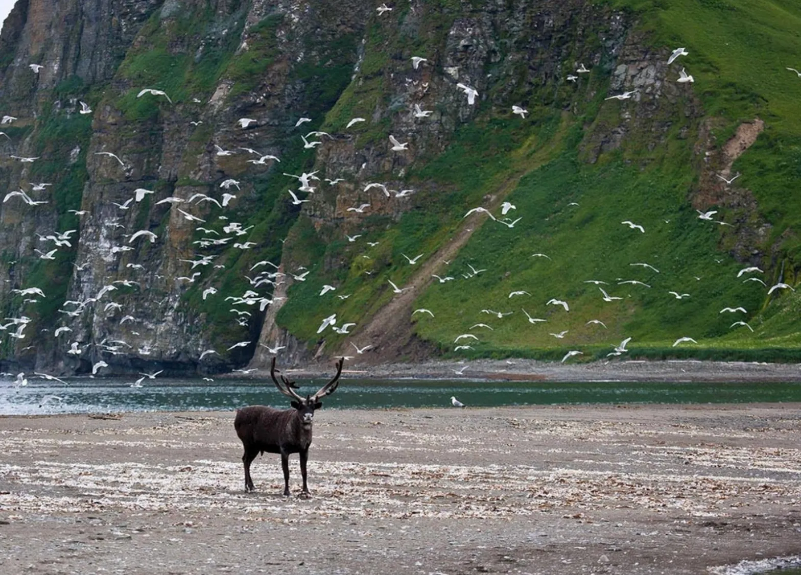 Олень Олень
