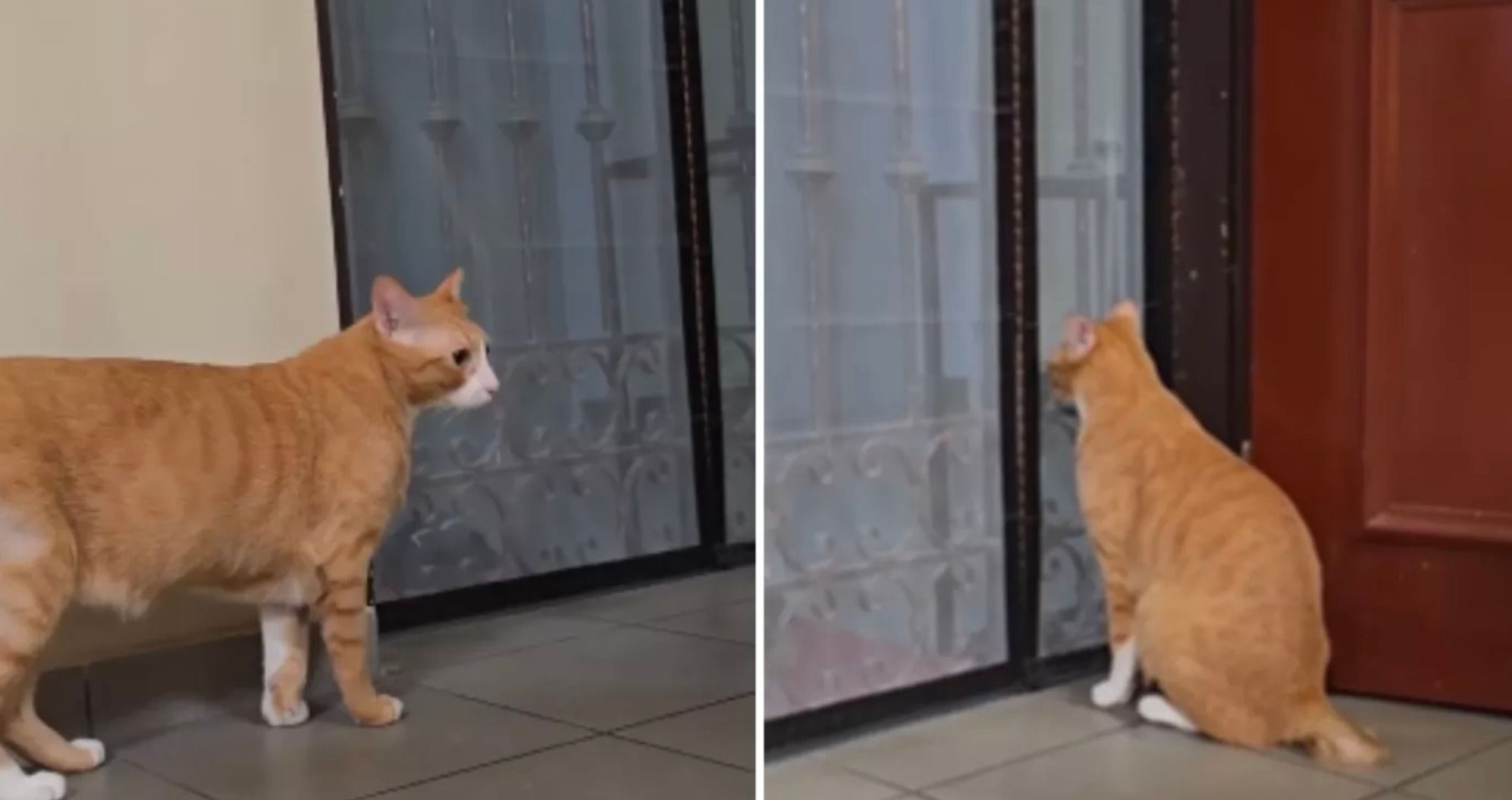 Кіт не може змиритися з розставанням пари - курйозна реакція