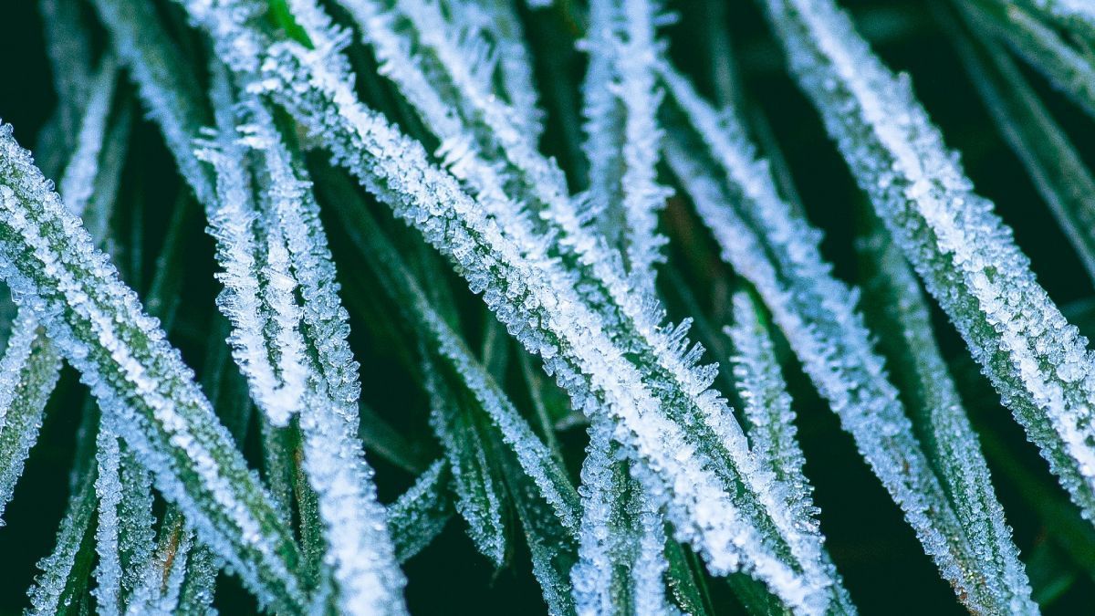 Будут ли заморозки в августе 2025 года Будут ли заморозки в августе 2025 года