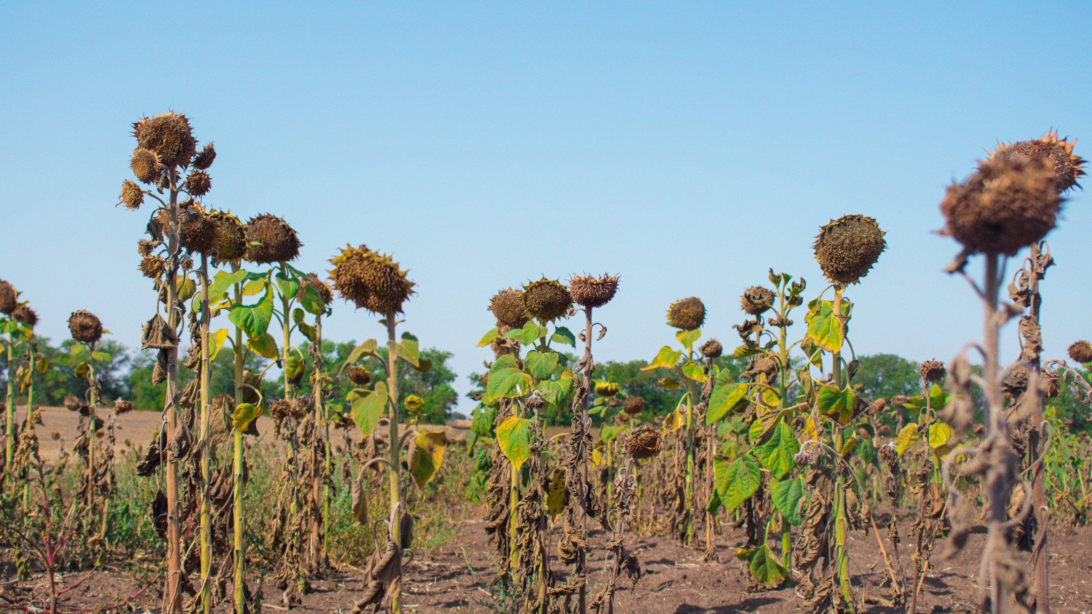 Когда будут дожди на Юге Когда будут дожди на Юге