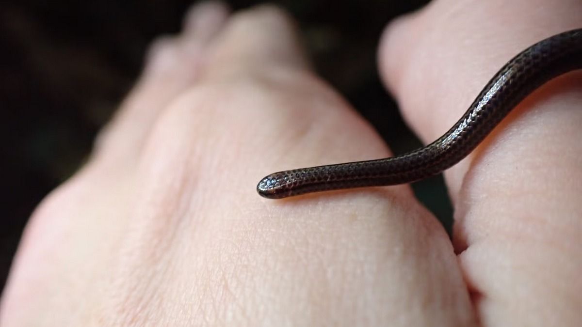Самый маленький вид змей в мире снова найден в дикой природе