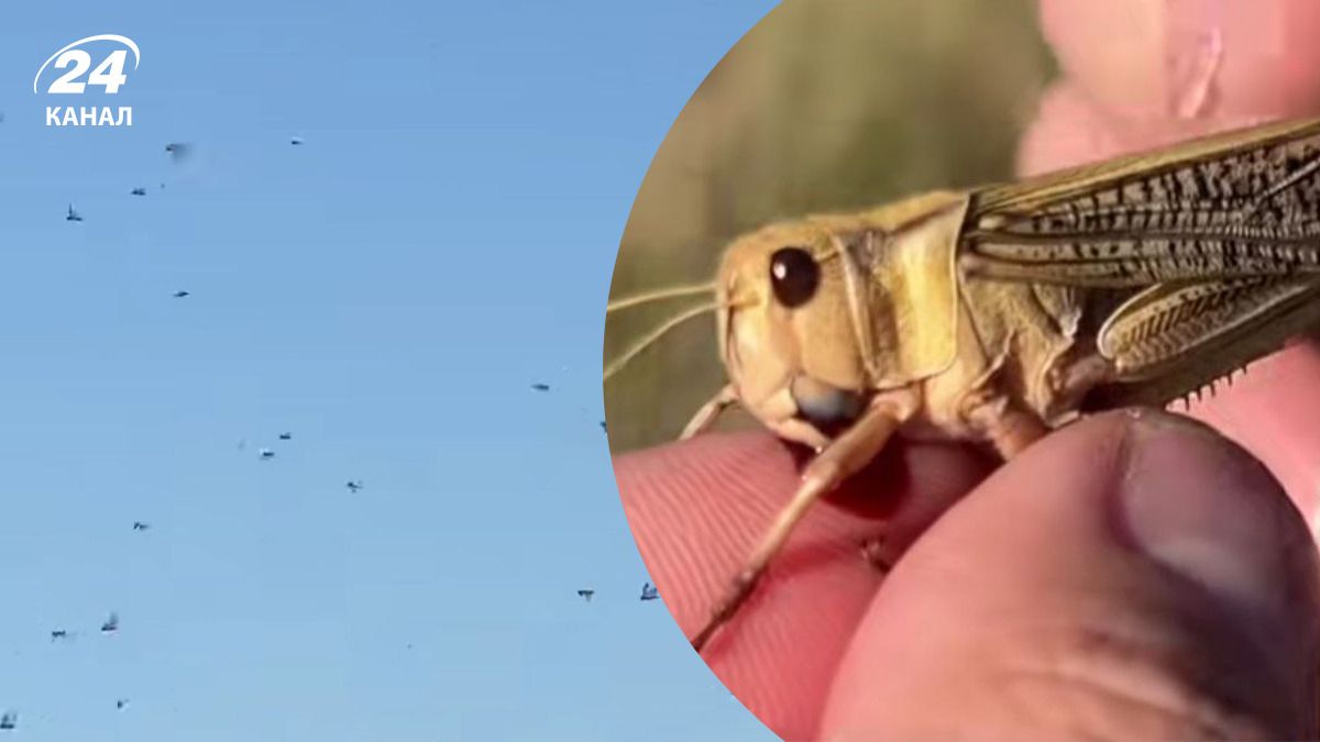 На Дніпропетровщині помітили нашестя сарани На Дніпропетровщині помітили нашестя сарани