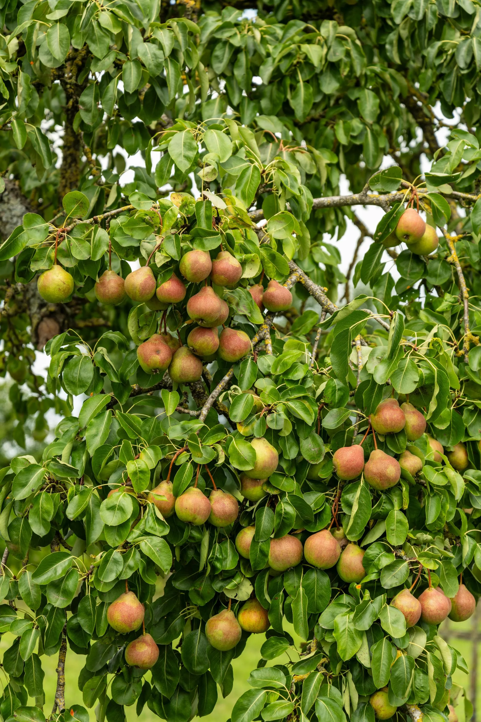 Плоди обриватимуть гілки Плоди обриватимуть гілки