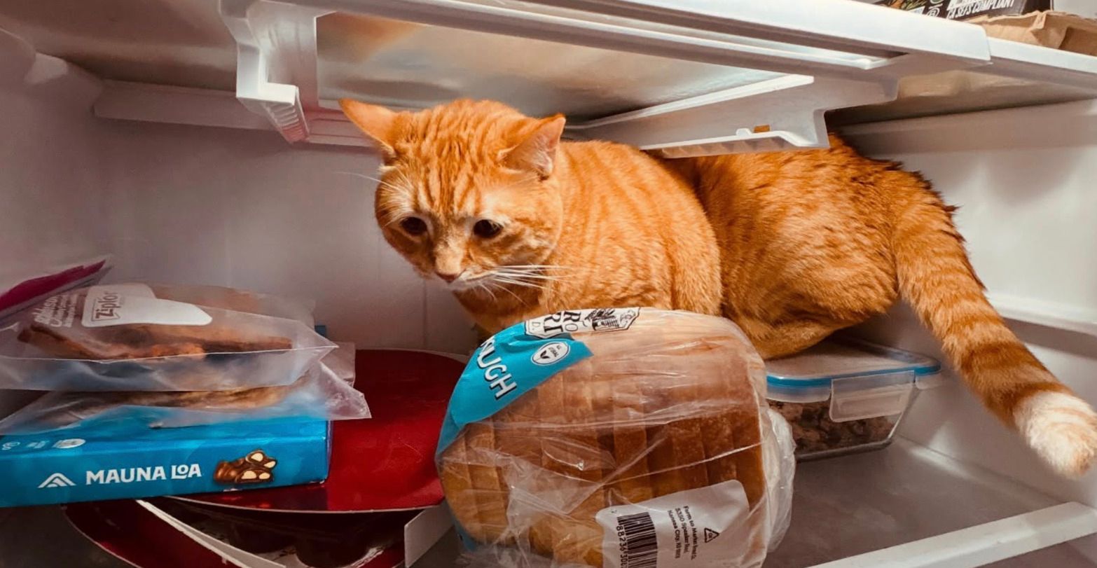 Женщина из США показала кота в холодильнике - как он там оказался