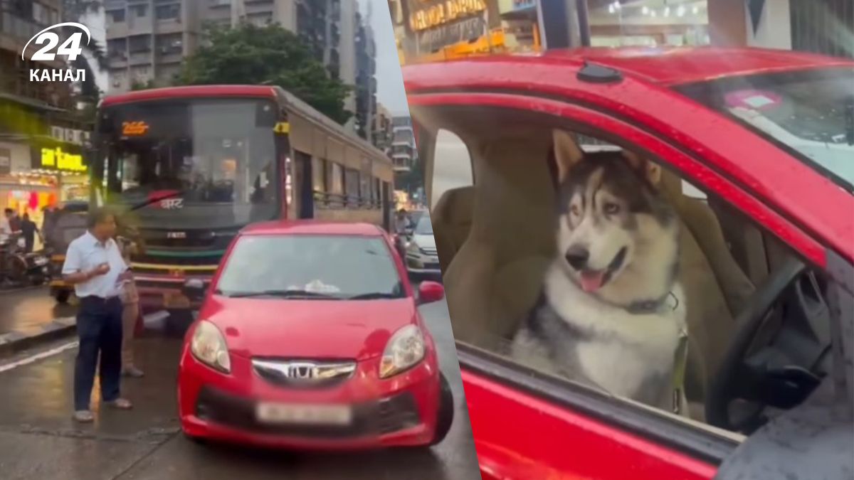 Хаски-водитель в Мумбаи - в мегаполисе произошла пробка из-за собаки за рулем Хаски-водитель в Мумбаи - в мегаполисе произошла пробка из-за собаки за рулем