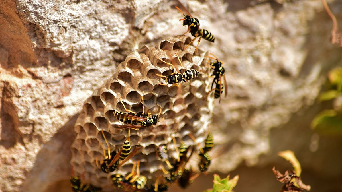 Радиоактивное осиное гнездо на ядерном объекте США Радиоактивное осиное гнездо на ядерном объекте США