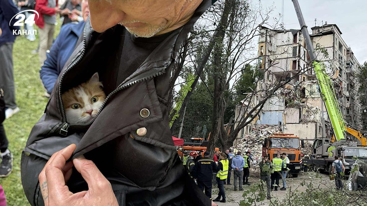 Рятувальники врятували кота після удару по Києву Рятувальники врятували кота після удару по Києву