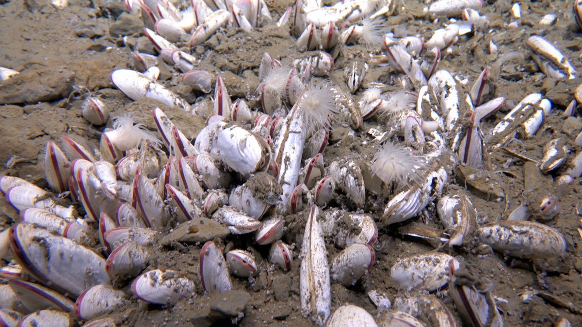 Життя в Маріанській западині – знайдені нові види на глибині 10 кілометрів