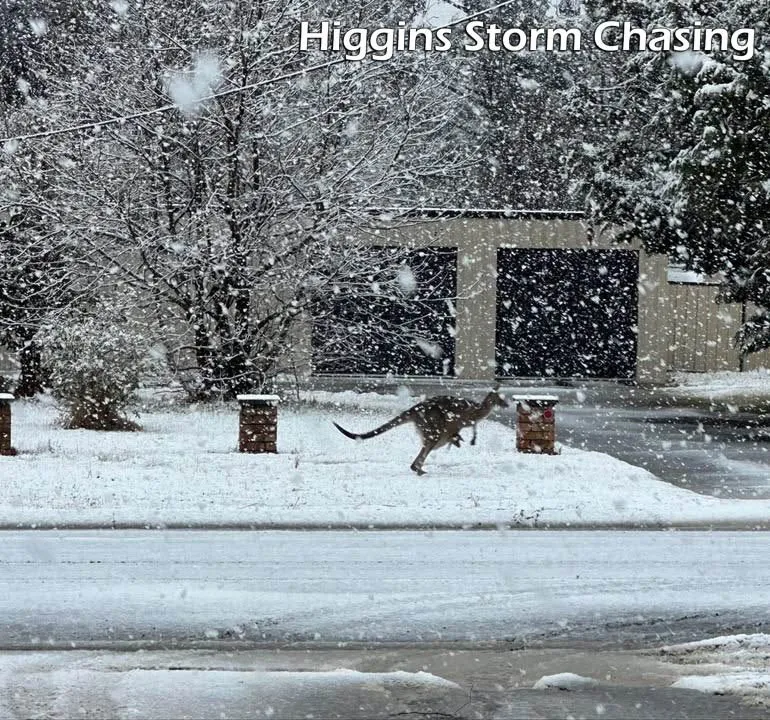 Кенгуру в снігу Кенгуру в снігу