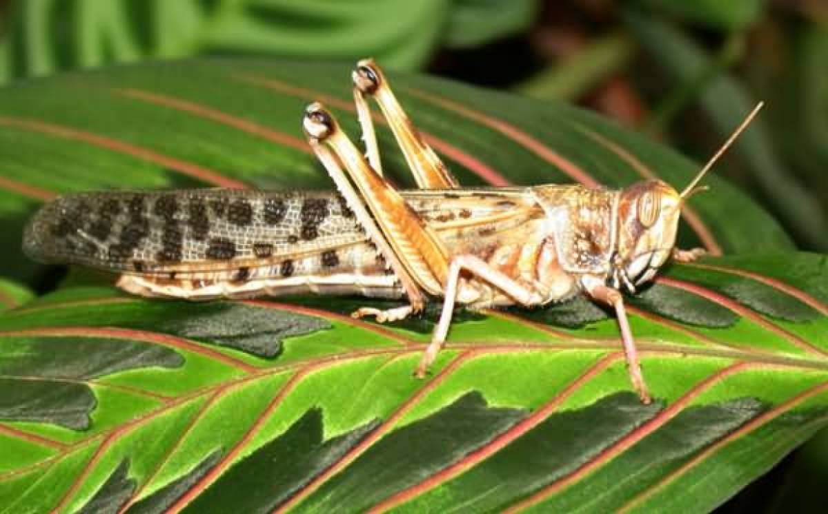 У чому причина нашестя сарани У чому причина нашестя сарани