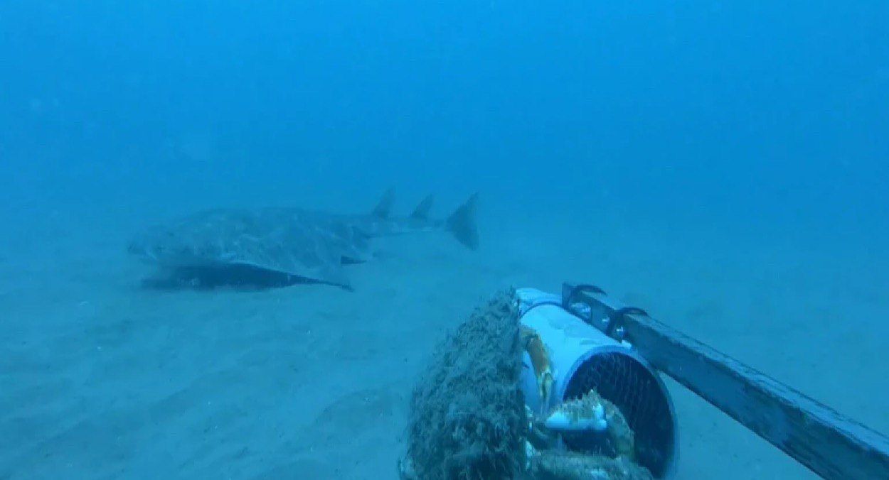 У Британії зафіксували акулу, що майже зникла