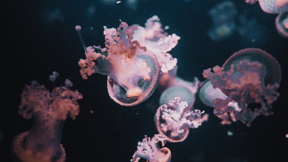 Невидимый барьер в океане – загадка распространения арктических медуз