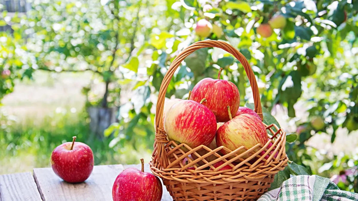 Что положить в корзину на Яблочный Спас 2025 Что положить в корзину на Яблочный Спас 2025