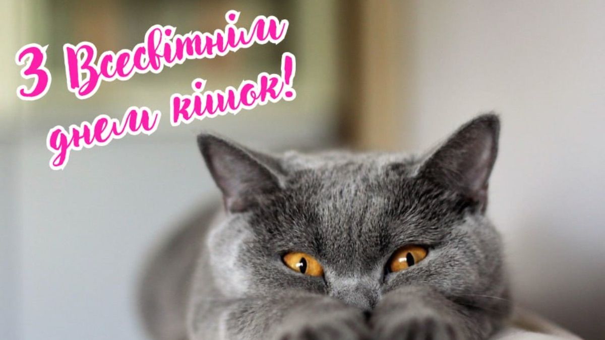 Всесвітній день котів 2025