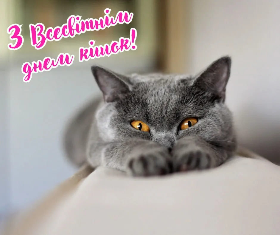 Поздравления со Всемирным днем кошек 2025 