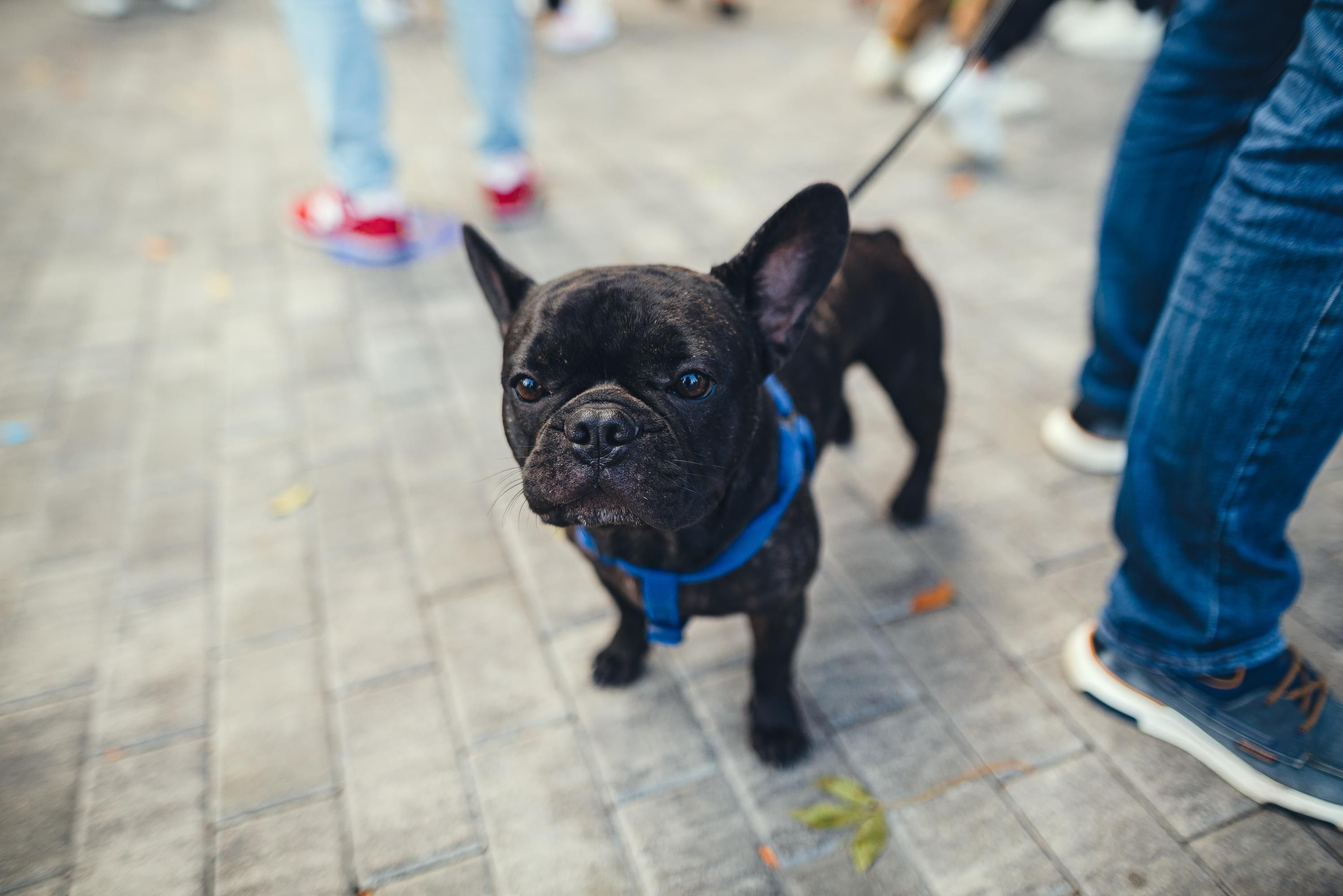 На Київщині жінка викинула собаку з вікна - 24 Канал На Київщині жінка викинула собаку з вікна - 24 Канал