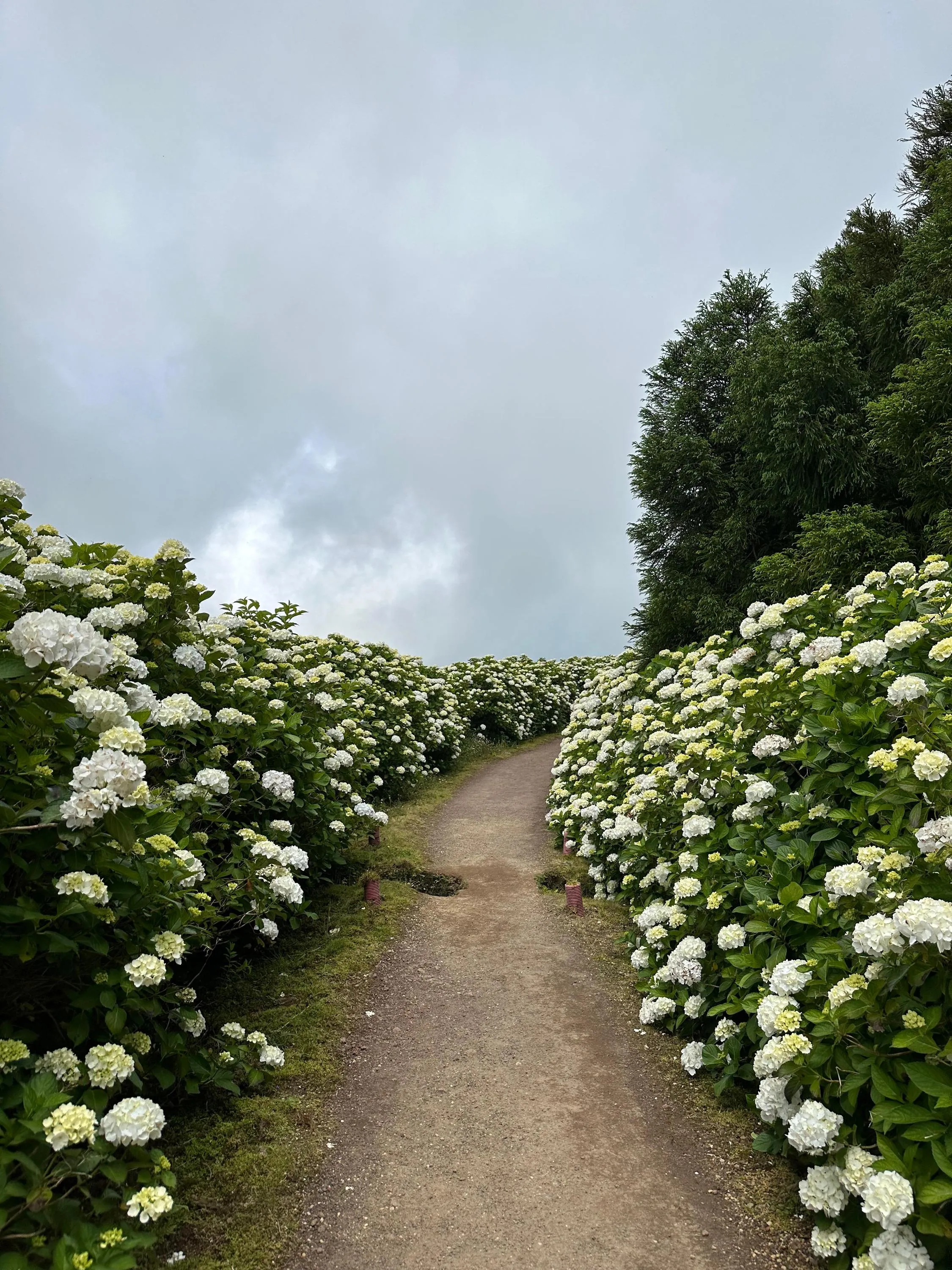 Стежка з гортензій