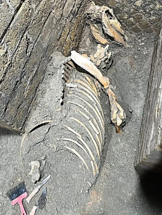 Скелет, імовріно, коня, лежить над шаром попелу, що означає, що він жив тут уже після виверження Скелет, імовріно, коня, лежить над шаром попелу, що означає, що він жив тут уже після виверження