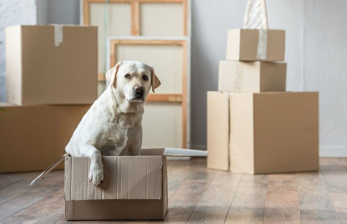 Кому труднее всего арендовать жилье в Украине