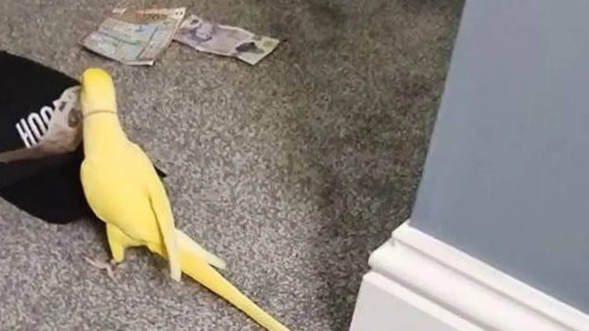 Папуга заклав свою хазяйку поліцейським Папуга заклав свою хазяйку поліцейським