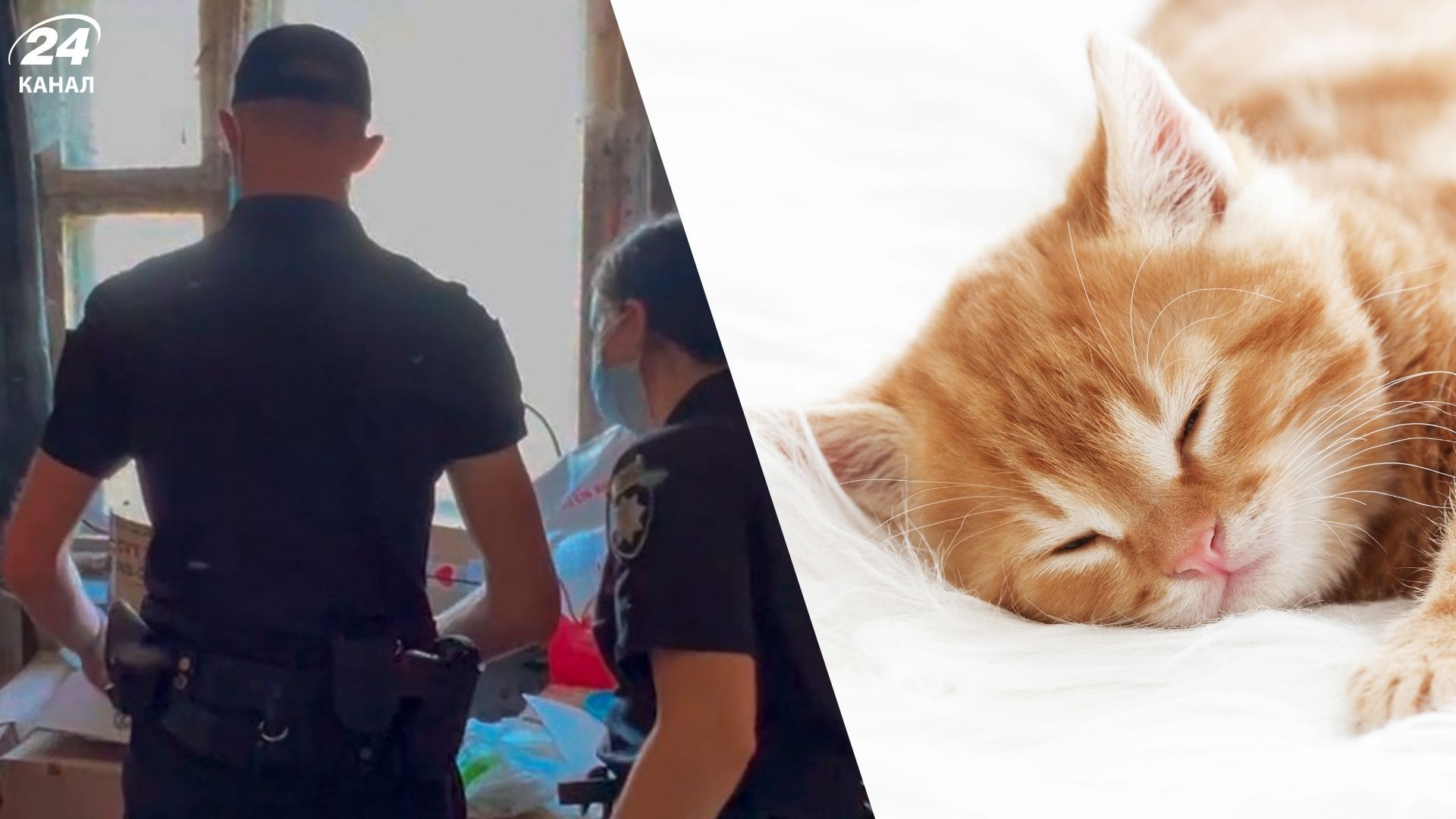 Полция спасла кошачью семью в Киеве Полция спасла кошачью семью в Киеве
