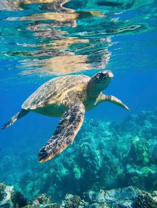 Черепахи, которые гнездятся на пляже Геракас Черепахи, которые гнездятся на пляже Геракас