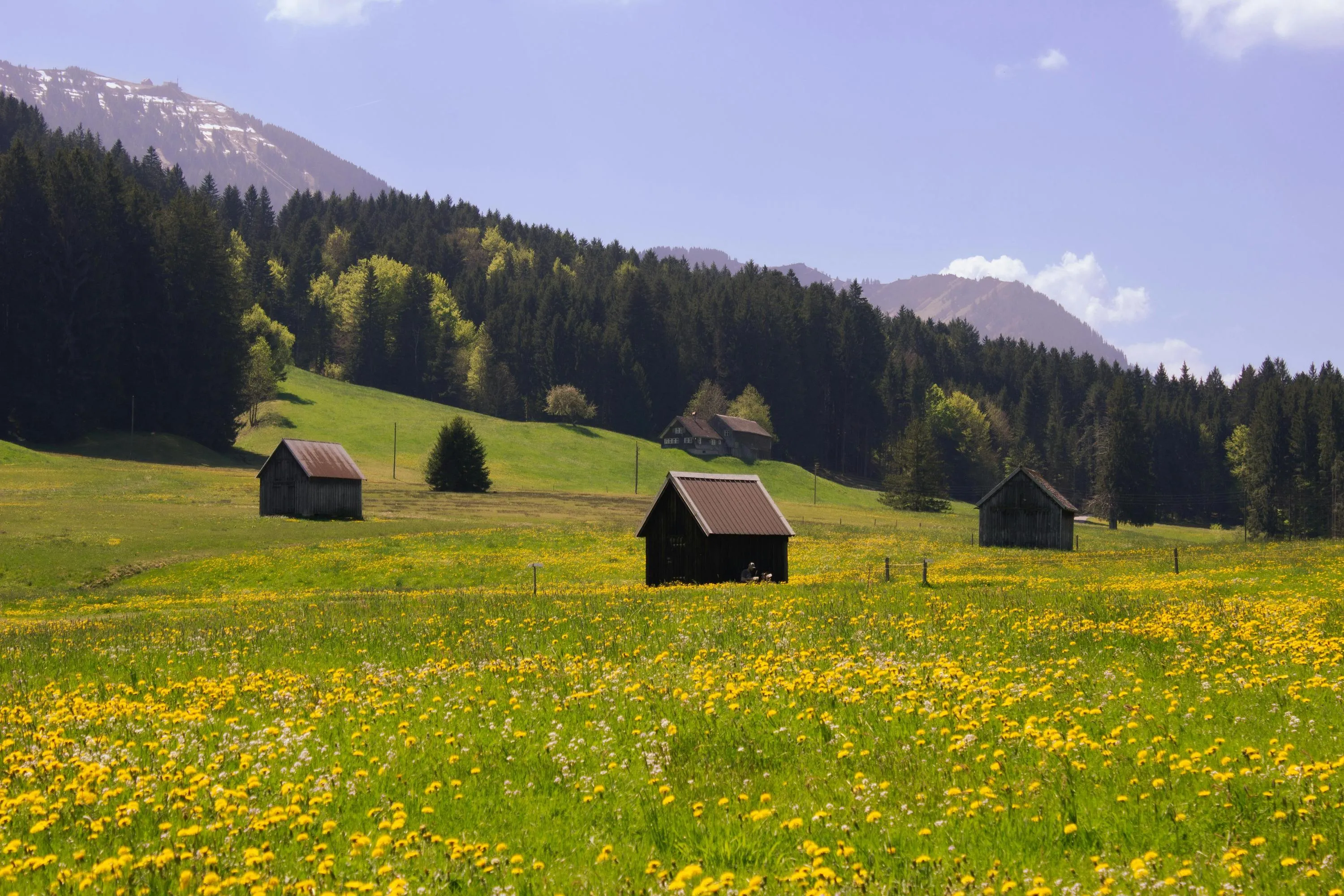 Альпи Альпи