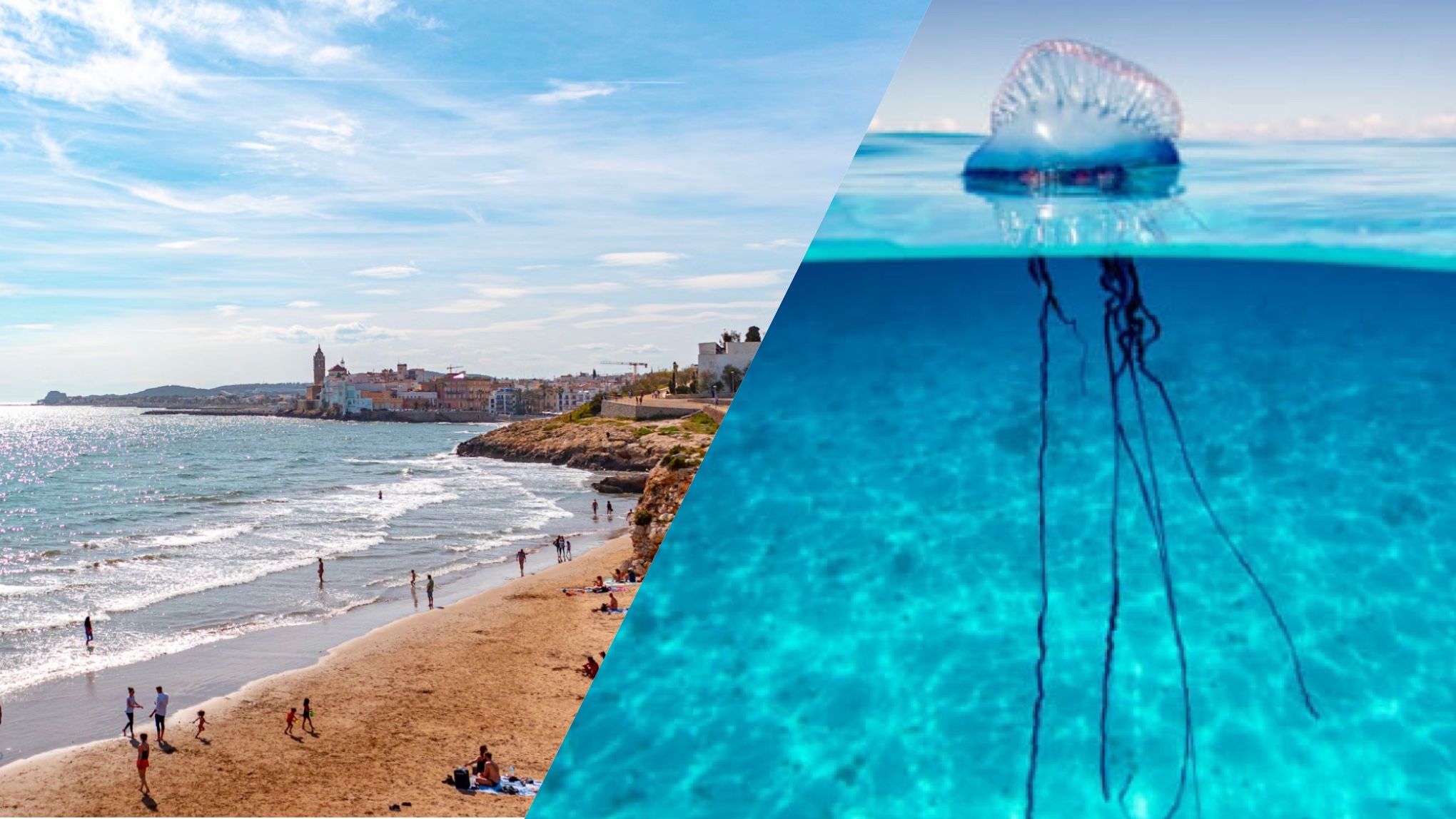 Португальские кораблики захватили пляжи Испании Португальские кораблики захватили пляжи Испании