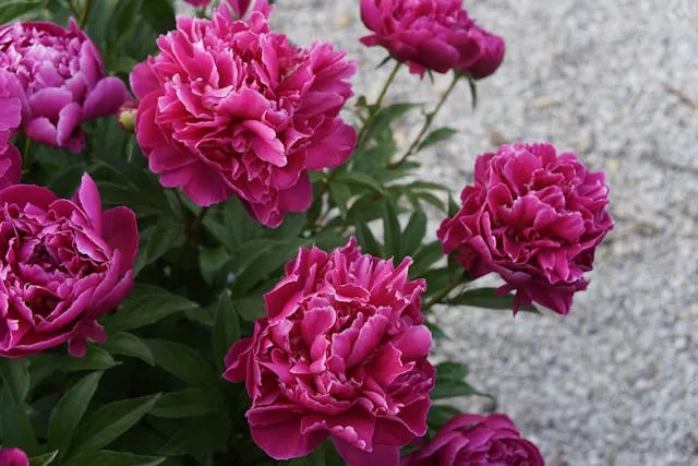 Пионы Пионы