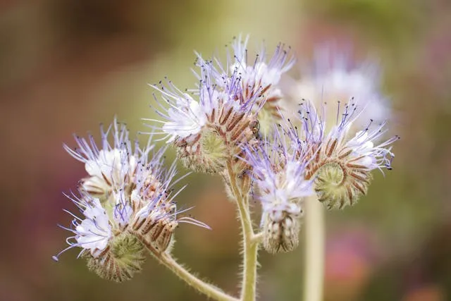 Фацелія Фацелія
