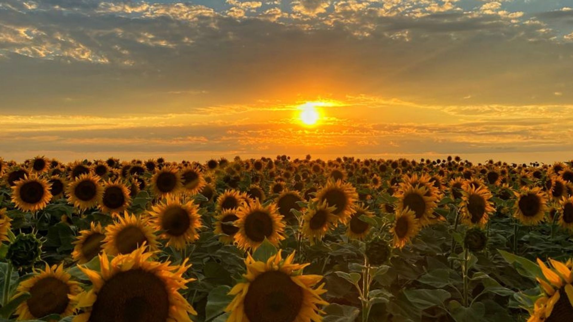 Погода в Україні 14 серпня Погода в Україні 14 серпня