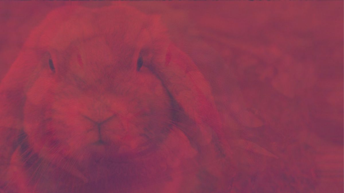 У США помітили дивних кролів – їхні голови вкриті загадковими чорними наростами - Техно