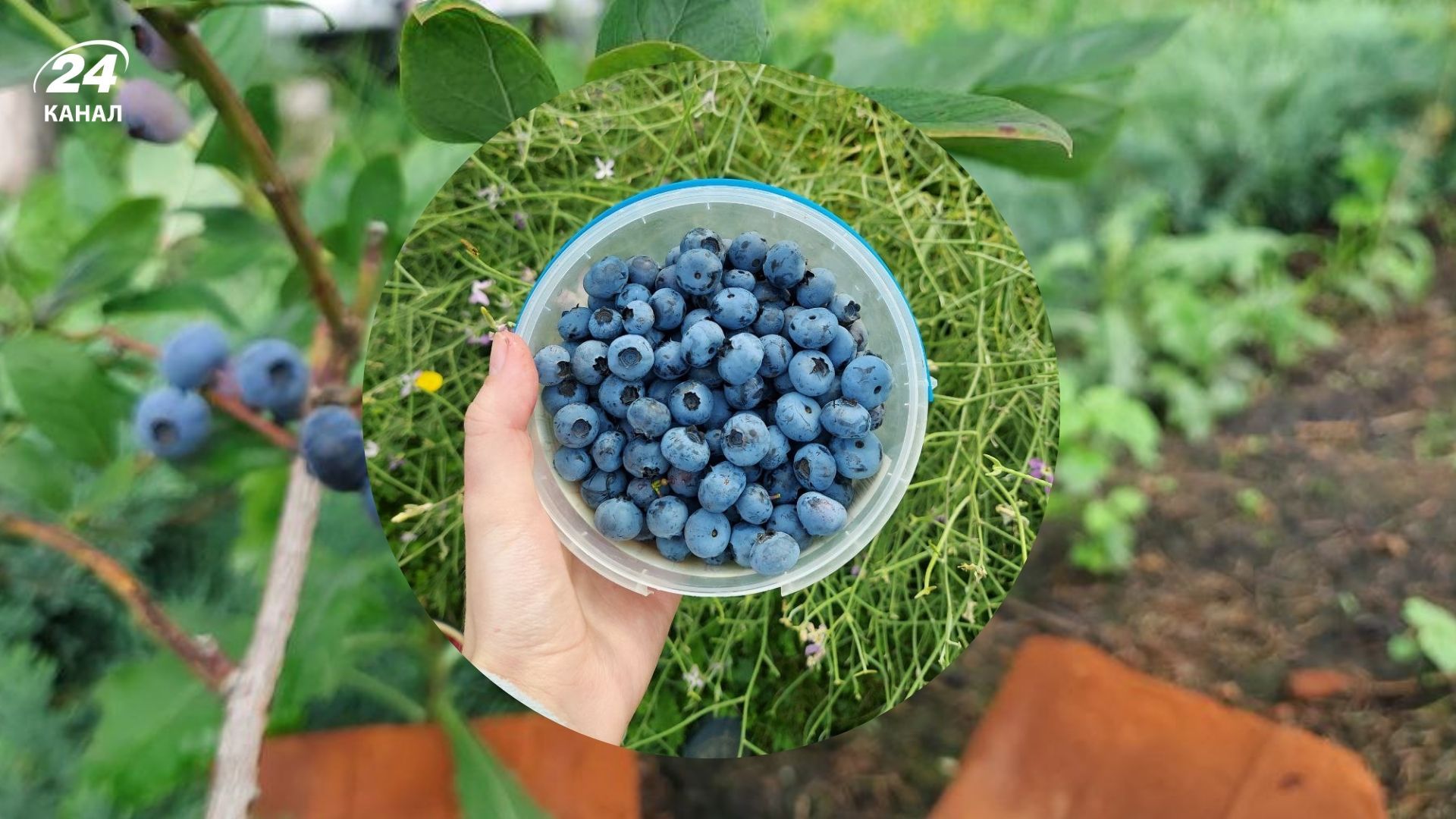 Лохину можна вирощувати самостійно Лохину можна вирощувати самостійно