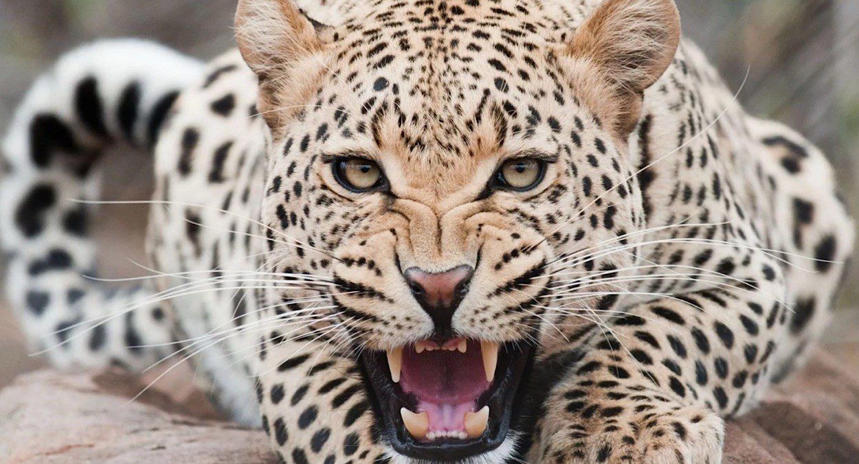 Животные политиков