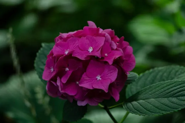 Гортензия Гортензия