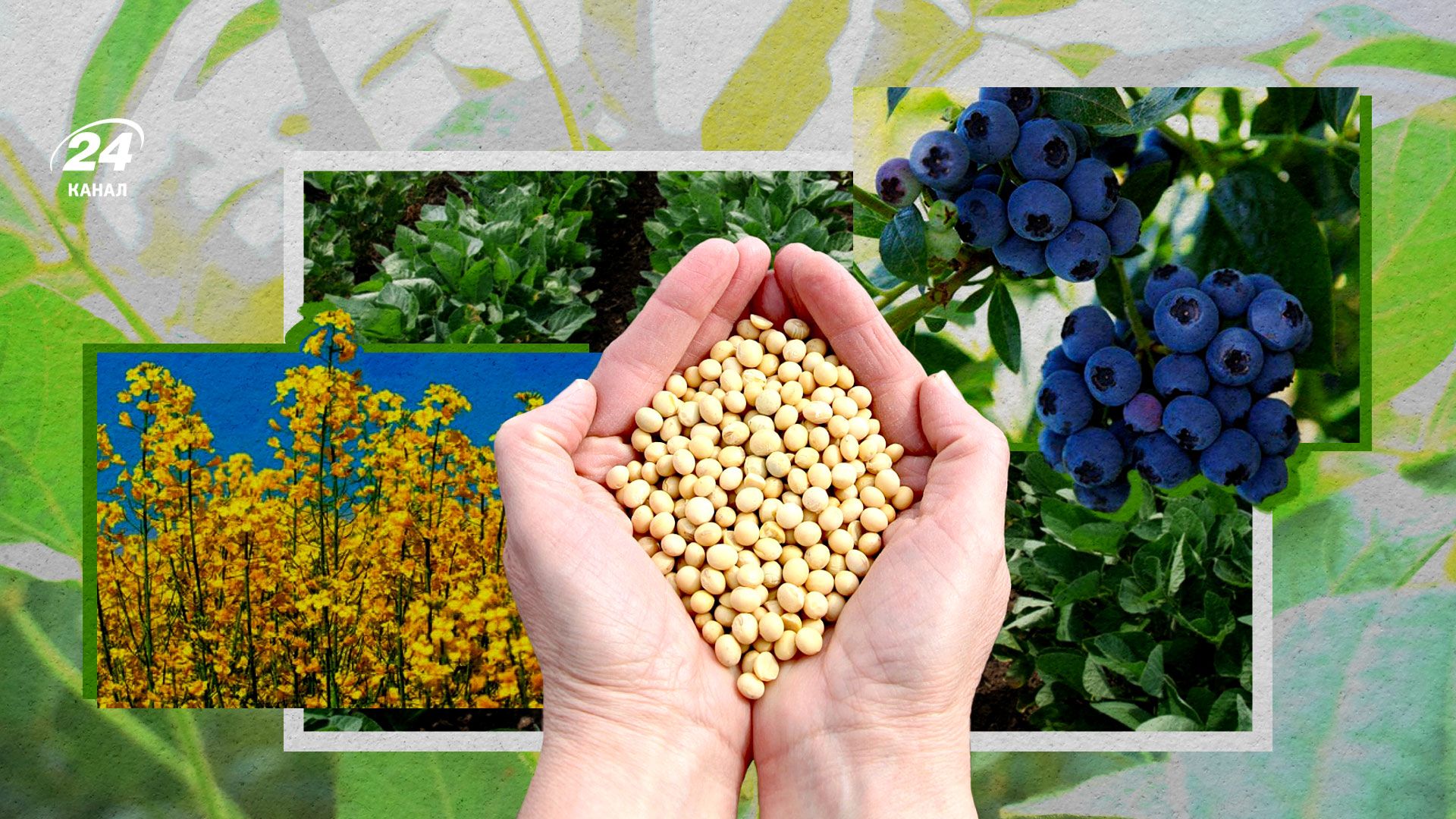 Выращивает ли Украина сою, какие объемы посевной на сою - выращивание голубики в Украине Выращивает ли Украина сою, какие объемы посевной на сою - выращивание голубики в Украине