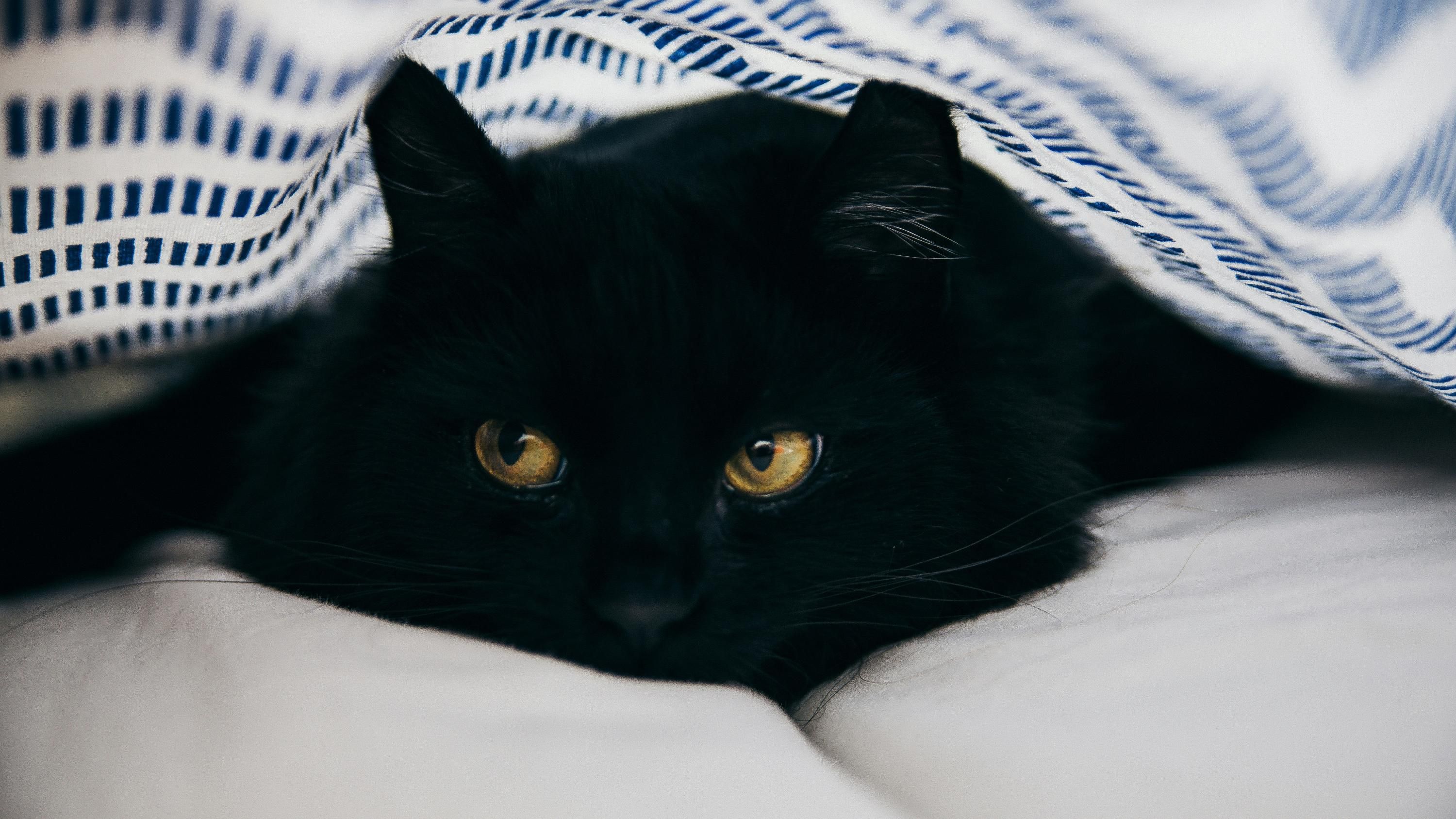 Международный день черного кота Международный день черного кота