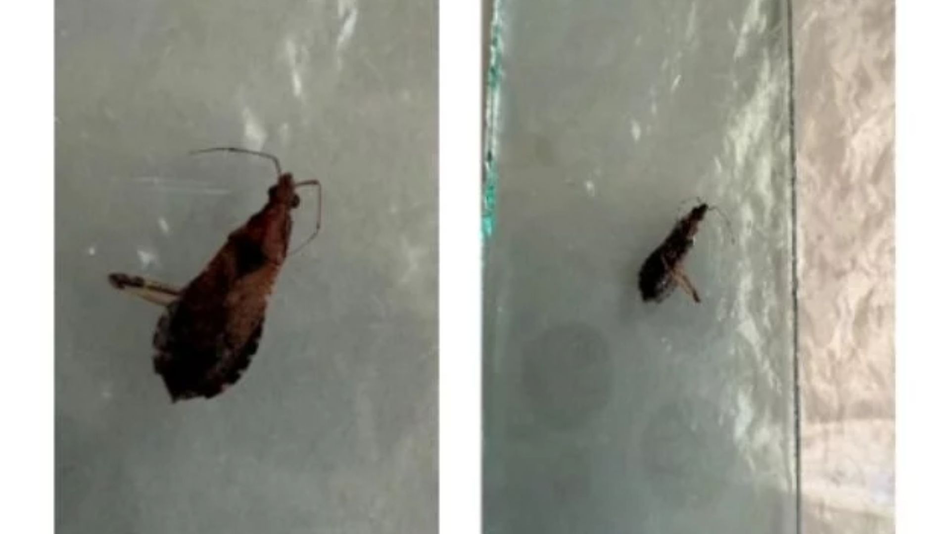 Вінничанку вкусив сосновий клоп Вінничанку вкусив сосновий клоп