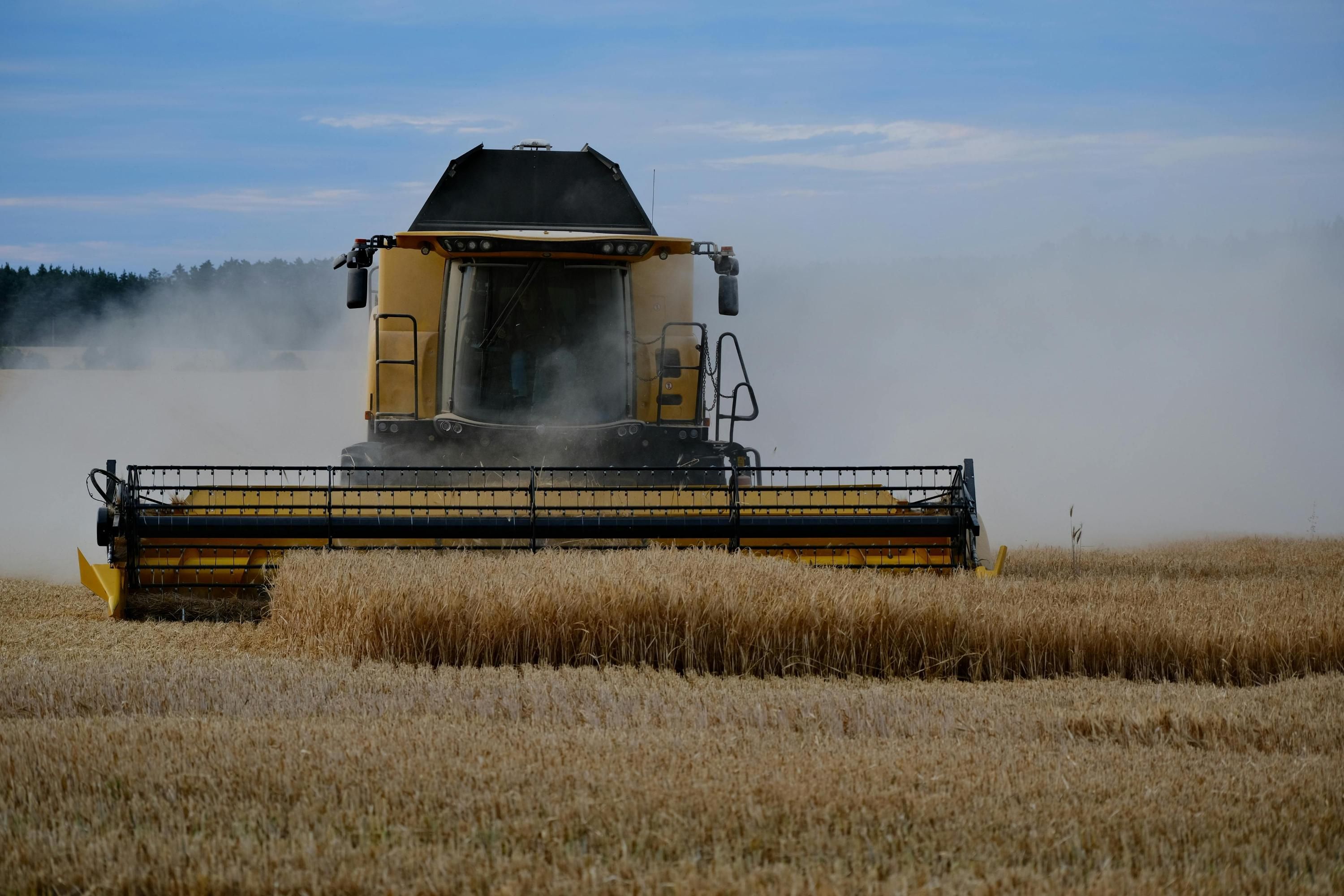 Як змінились ціни на українську пшеницю