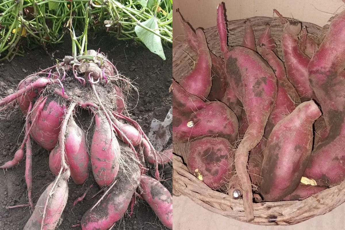 Батат Батат