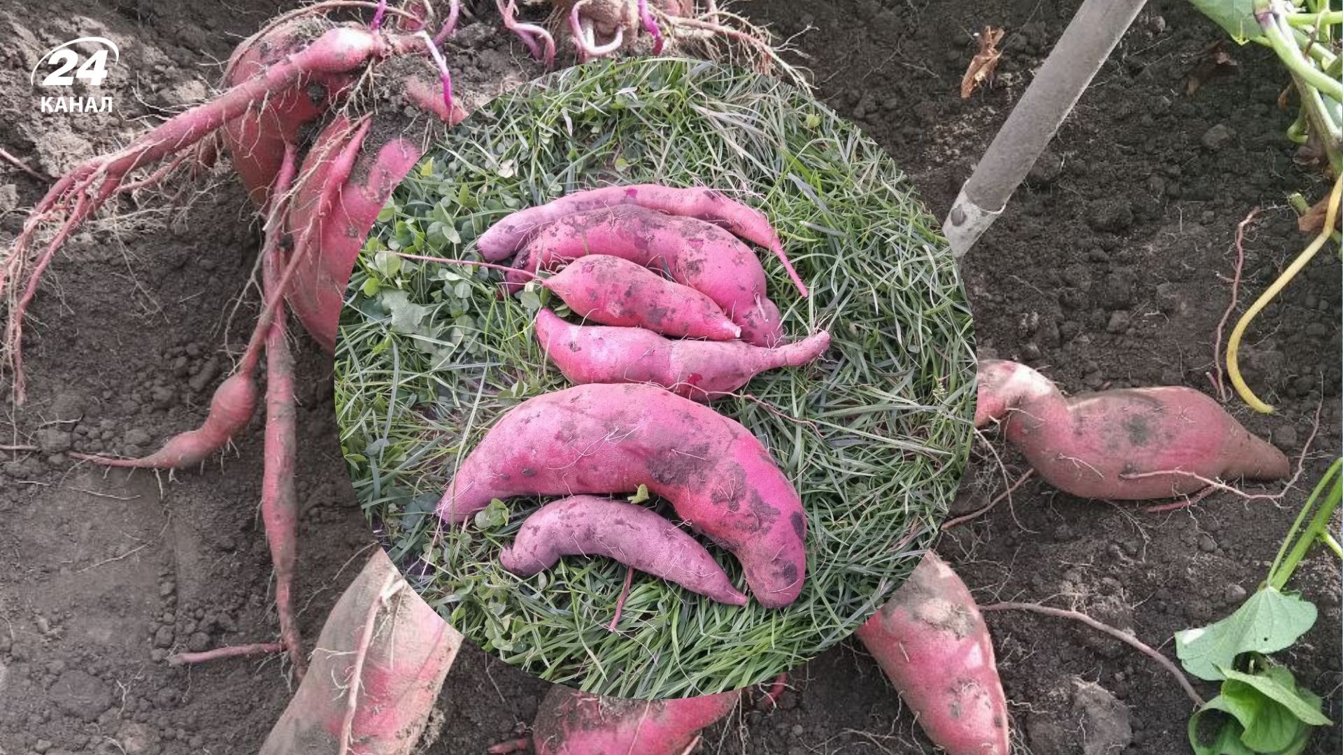 Батат можно вырастить самостоятельно