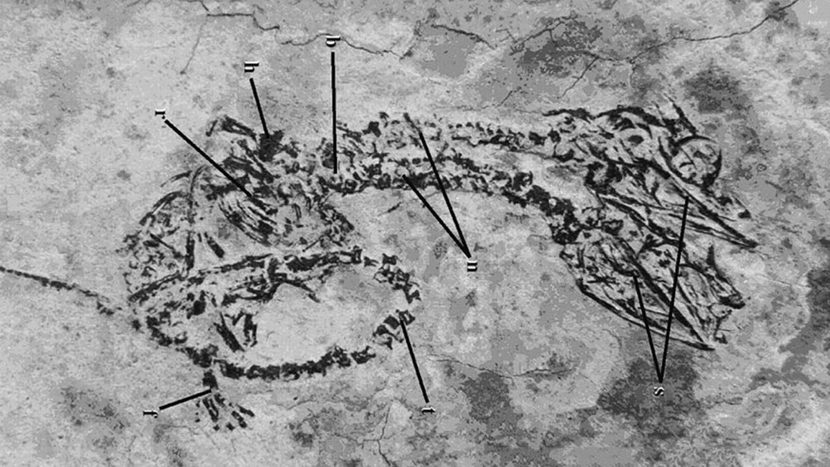 Двоголова рептилія часів динозаврів – унікальна знахідка палеонтологів у Китаї