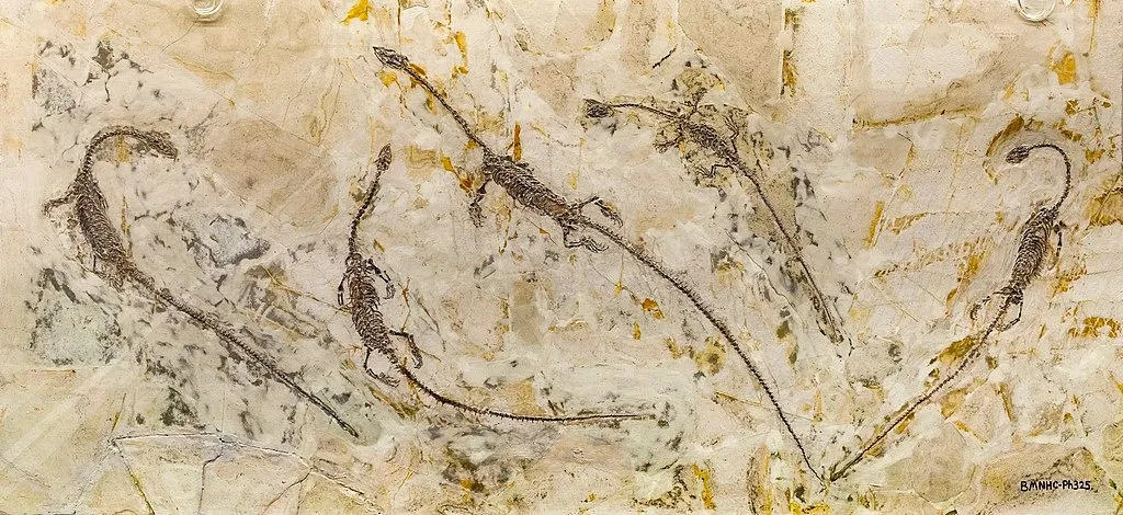 Так зазвичай виглядають скам'янілості гіфалозавра