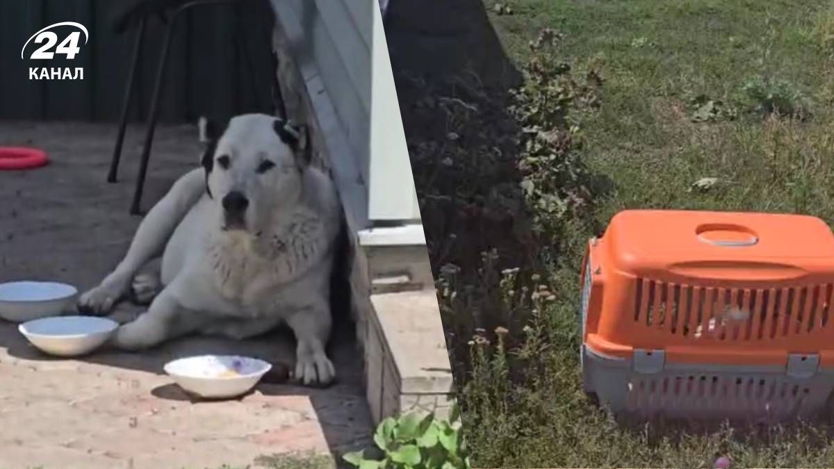 Як військові рятують тварин біля лінії фронту Як військові рятують тварин біля лінії фронту