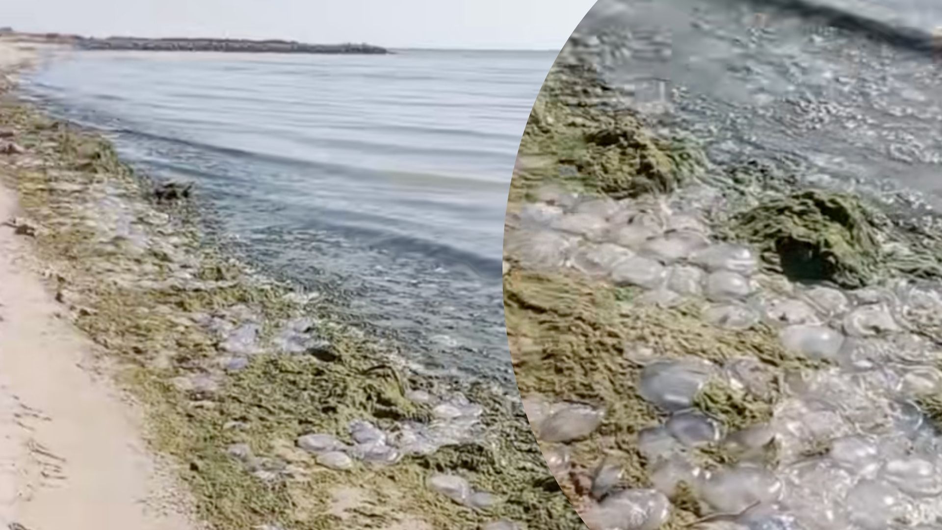 Море нагадує болото: у мережі показали, на що РФ перетворила популярний курорт в Україні - 24 Канал